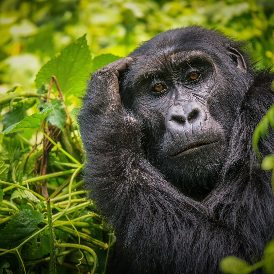 uganda_slika_bucketlist